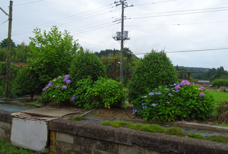 養老渓谷駅で咲いていた紫陽花