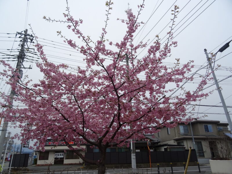お好み食堂伊東に向かっている途中にあった桜の木