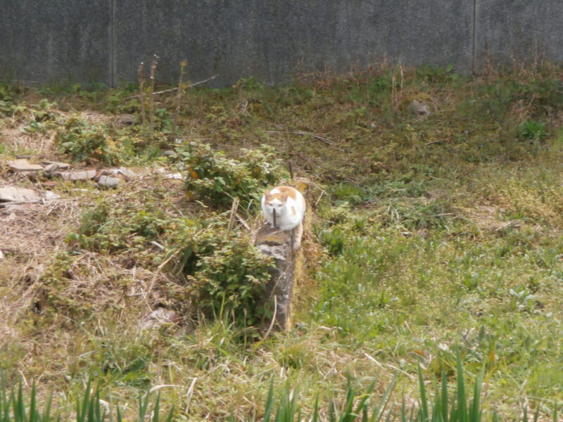 倉吉線の廃線跡にいた猫