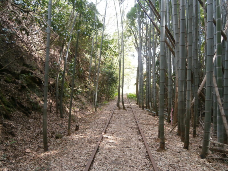 倉吉線泰久寺駅の近くにある竹林