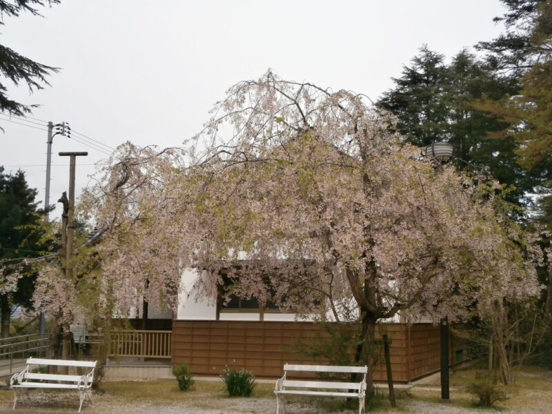 打吹公園の桜