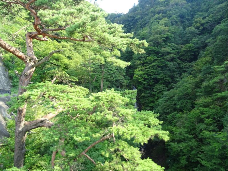 不動の滝にある松の木