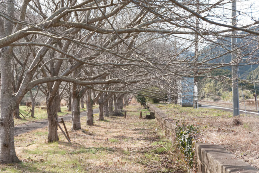 桜の木と松浦鉄道・吉井駅（世知原線跡）