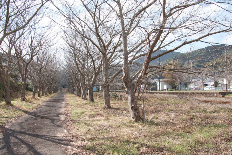 桜の木と松浦鉄道・吉井駅