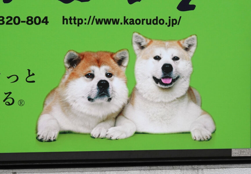 秋田駅前のポスターにいた秋田犬