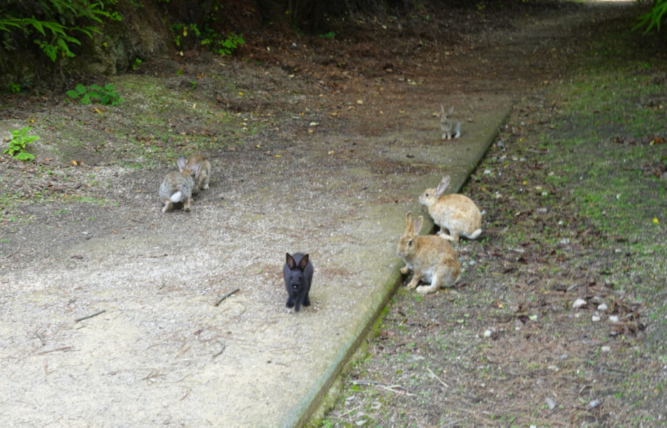 砲台跡の近くにいたウサギ集団