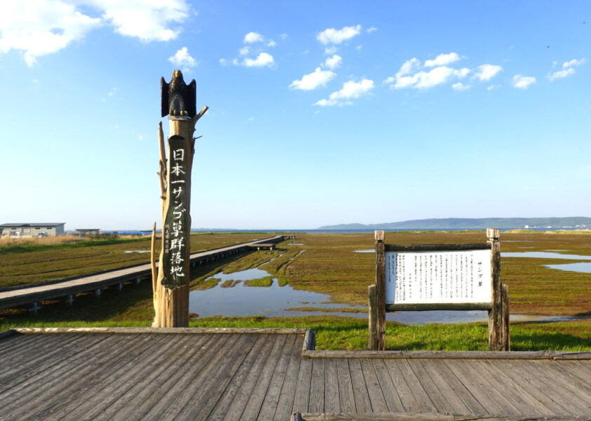 日本一サンゴ草群落地・能取湖