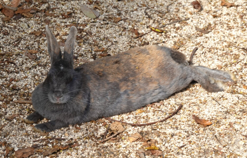 発電場前にいる黒うさぎ