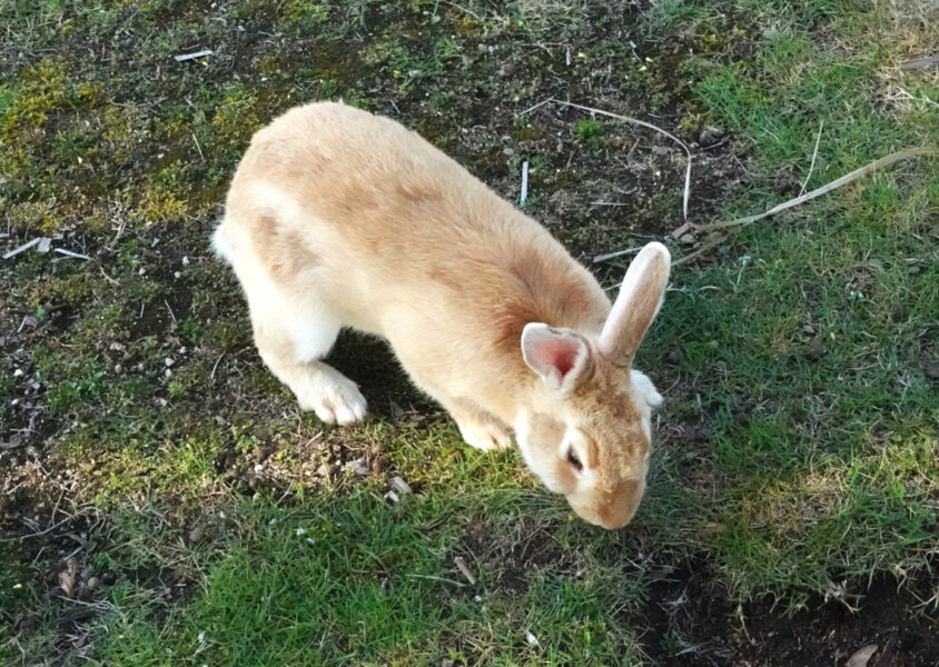 休暇村大久野島の前にいたウサギ