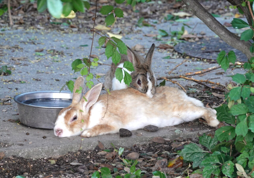 大久野島第１桟橋の前にいたウサギ