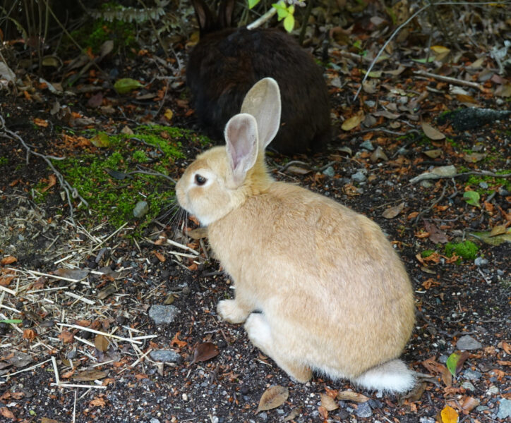 大久野島の野うさぎ