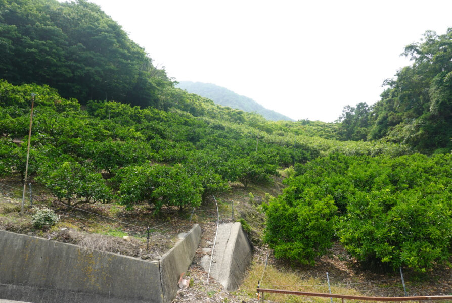 生口島・瀬戸田にあるレモン谷