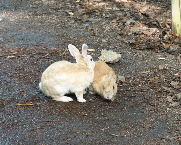 大久野島の野うさぎ