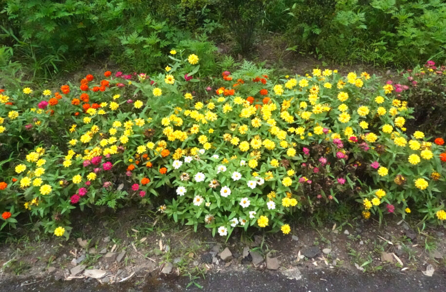 赤瀬駅のホームに咲いている花