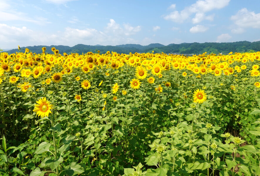 ひまわり迷路の中②