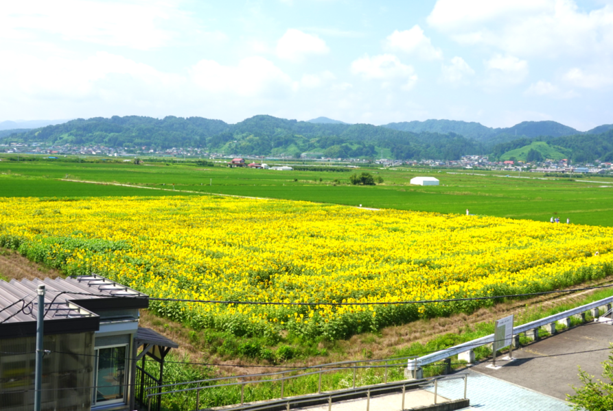 羽前長崎駅の跨線橋から見るひまわり迷路