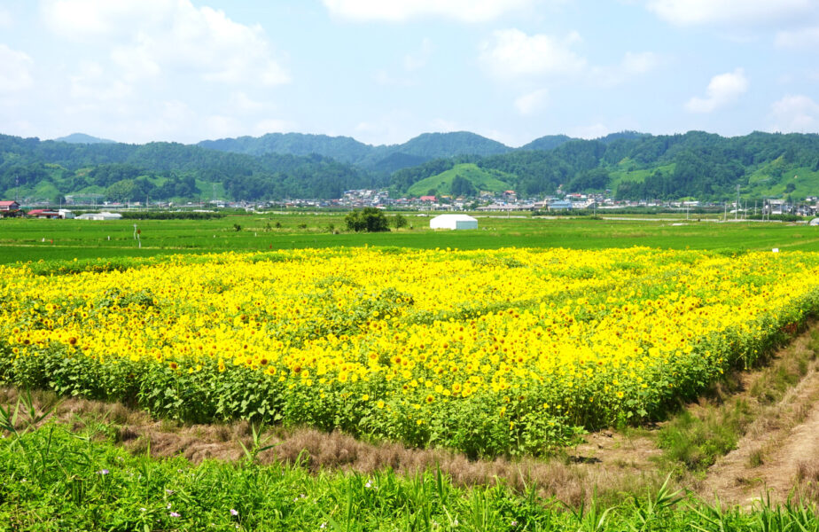 駅前よりひまわり迷路