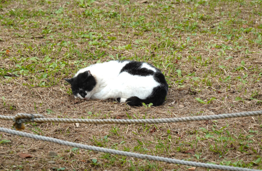 小田原城・下道にいた猫