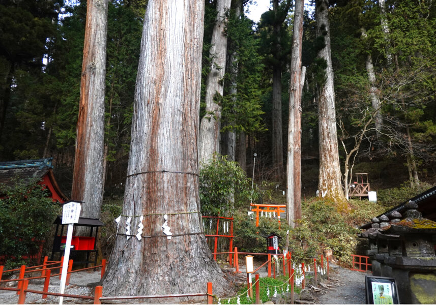 二荒山神社・御神木１