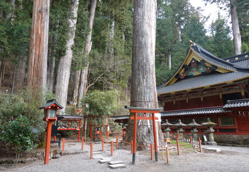 二荒山神社・御神木２