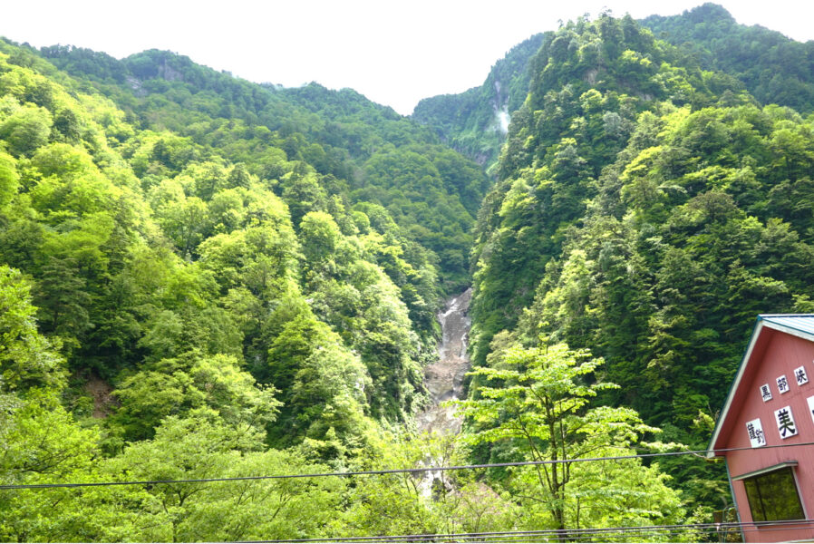 万年雪（鐘釣）