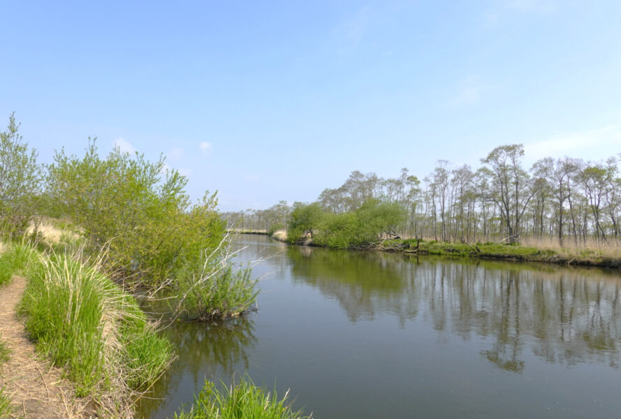 散歩（釧路湿原⇒細岡）・釧路川