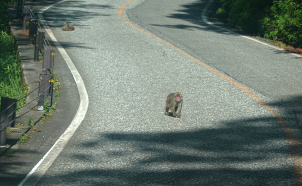 立山黒部アルペンルート（室堂行きバス）・猿